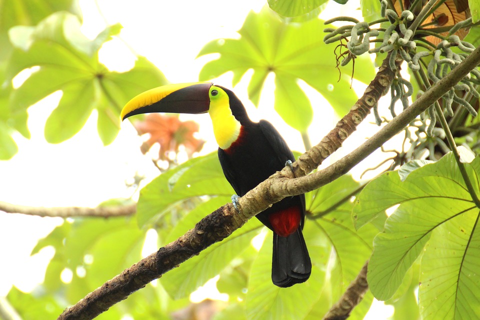 voyage au Costa Rica